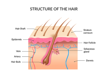 Understanding the Anatomy of Your Hair: Tips for Healthy and Beautiful Locks